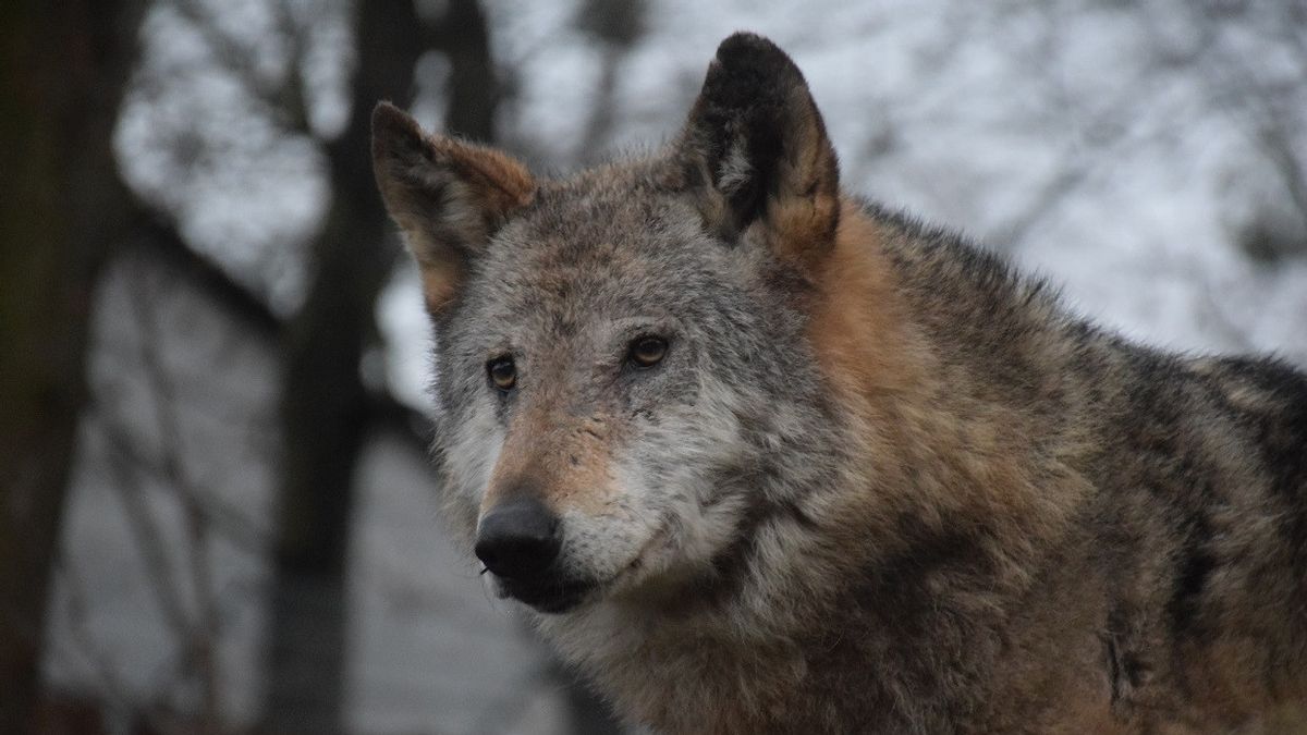 Jumlahnya Bertambah Hampir Dua Kali Lipat, Uni Eropa Berencana Turunkan Status Perlindungan Serigala