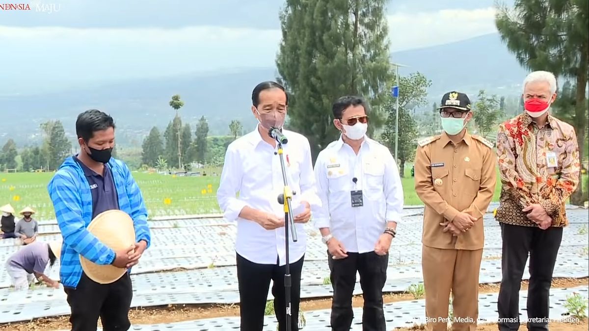 Bersama Ganjar Pranowo, Jokowi Tanam Bawang Merah di Temanggung