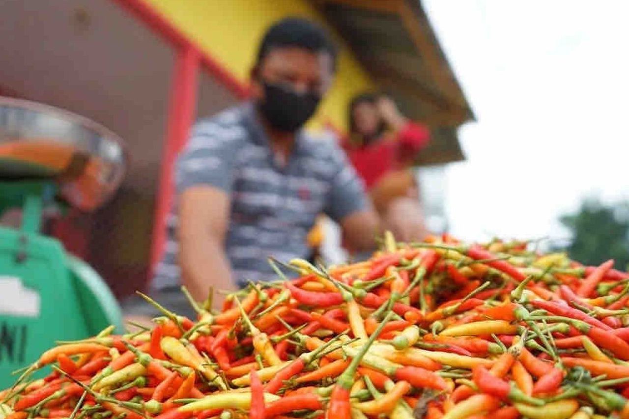 Farmers Explain The Cause Of Chili Prices Soaring: Productivity Drops, Bunga Rontok Due To Rain