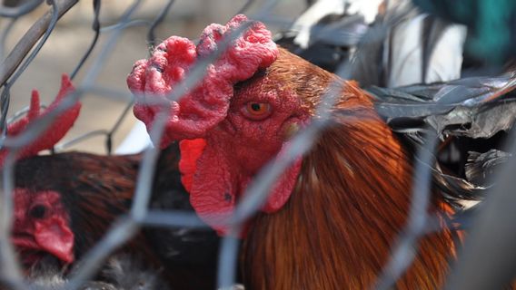 カンボジアは、鳥インフルエンザ感染により11歳の子供が死亡したと報告しています