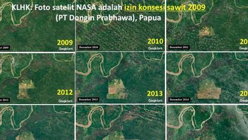 美国宇航局卫星拍摄的巴布亚森林照片背后的令人震惊的事实： 卡班女士的棕榈油许可证