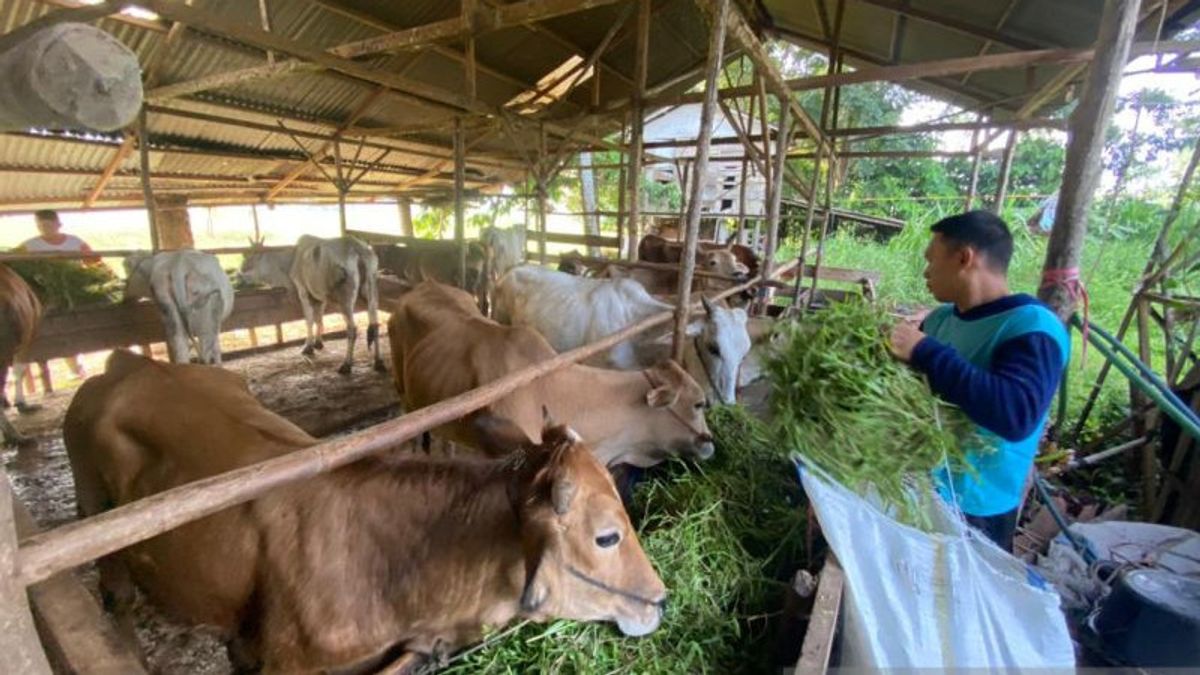 إجمالي الثروة الحيوانية المعرضة للإصابة بالحمى القلاعية في باياكومبوه سومبار يصل إلى 38 رأسا