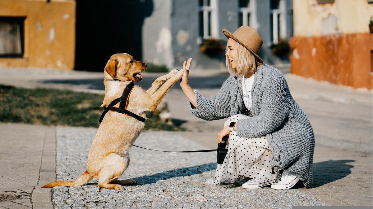 New York Prohibited Sales Of Cats, Dogs To Smalls At Farmers' Animal Stores Starting In 2024