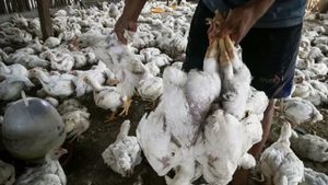 WHO Laporkan Kasus Kematian Pertama Manusia di China Akibat Flu Burung H3N8