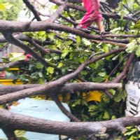 Hujan dan Angin Kencang, Mobil Dishub di Kantor Kecamatan Kebon Jeruk Tertimpa Pohon