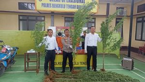 Penangkapan 3 Pencuri Motor di Bengkulu Sibak Kebun Kopi Ditanami Ganja Siap Panen 1,5 Hektare 