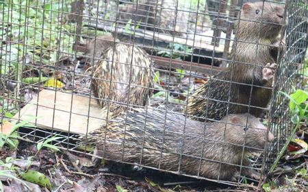 4 Landak Jawa Milik Warga Diamankan, BKSDA Bali Lepaskan di Taman Konservasi Buleleng