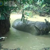 Badak Bernama Musofa Tertangkap Kamera Sedang Berkubang di Taman Nasional Ujung Kulon