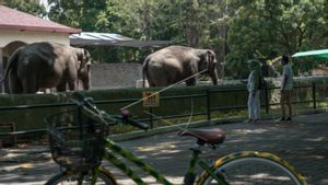 Gembira Loka Zoo Tolak Seratusan Pengunjung dalam Sehari karena Anak di Bawah Umur 12