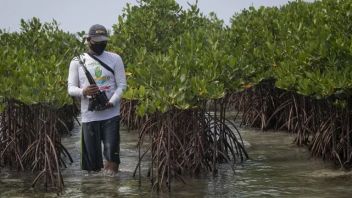 Ajak garder 3,44 millions Ha de terres Mangrove, KLHK rappelle d’utiliser des terres sans fonctions