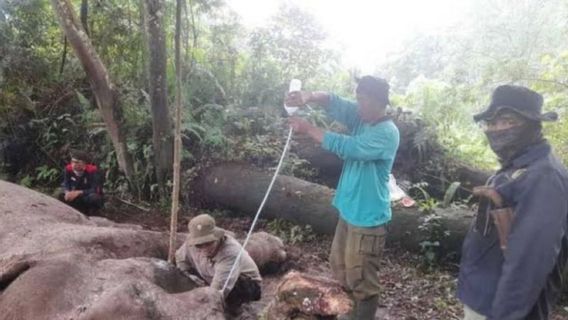 Des tuteurs d'éléphants d'entraînement dans le parc national Tesso Nilo