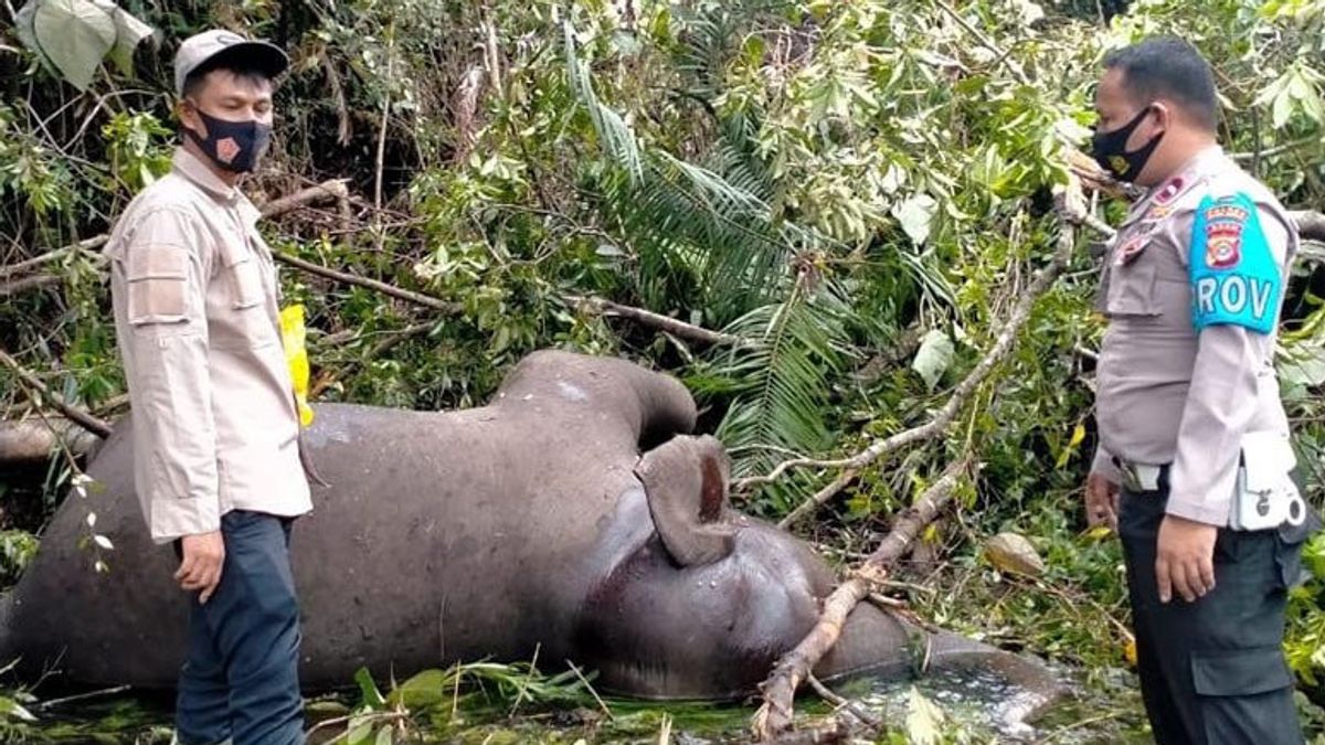Wild Elephants Found Dead And Decomposing In Bener Meriah