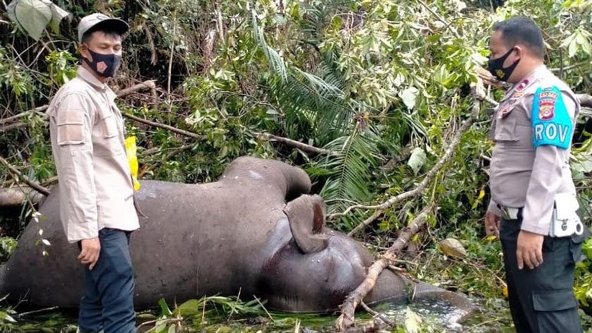 お祝いのベナーで死んで分解された野生の象を発見