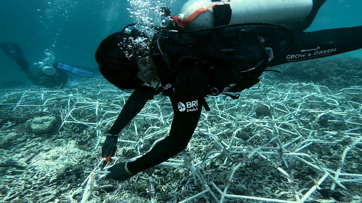 celiers et écosystèmes marins préservés, ceci est une véritable action pour la construction de la BRI - Grow and Green on the Island of Kapoposang