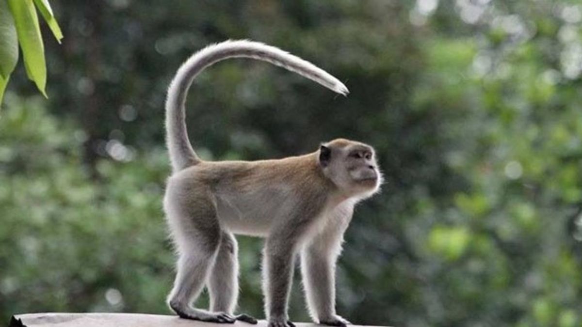 Un singe à long écorde capte une caméra sur l’île de Hanibung Kotim