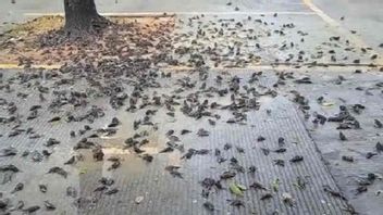 عينات من مئات العصافير التي ماتت وهي تسقط في سيربون فحصها فريق DKPPP