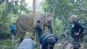 Elephants Injured In The Gardens Of Bener Meriah Aceh Residents, BKSDA Giring Out While Monitoring