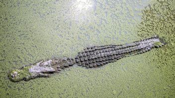 Terreur De Crocodile Dans La Rivière Kalimantan Mentaya-Central