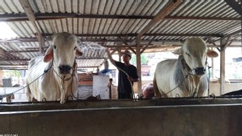 已对雅加达北部的813只牲畜进行了检查，结果不含口蹄疫