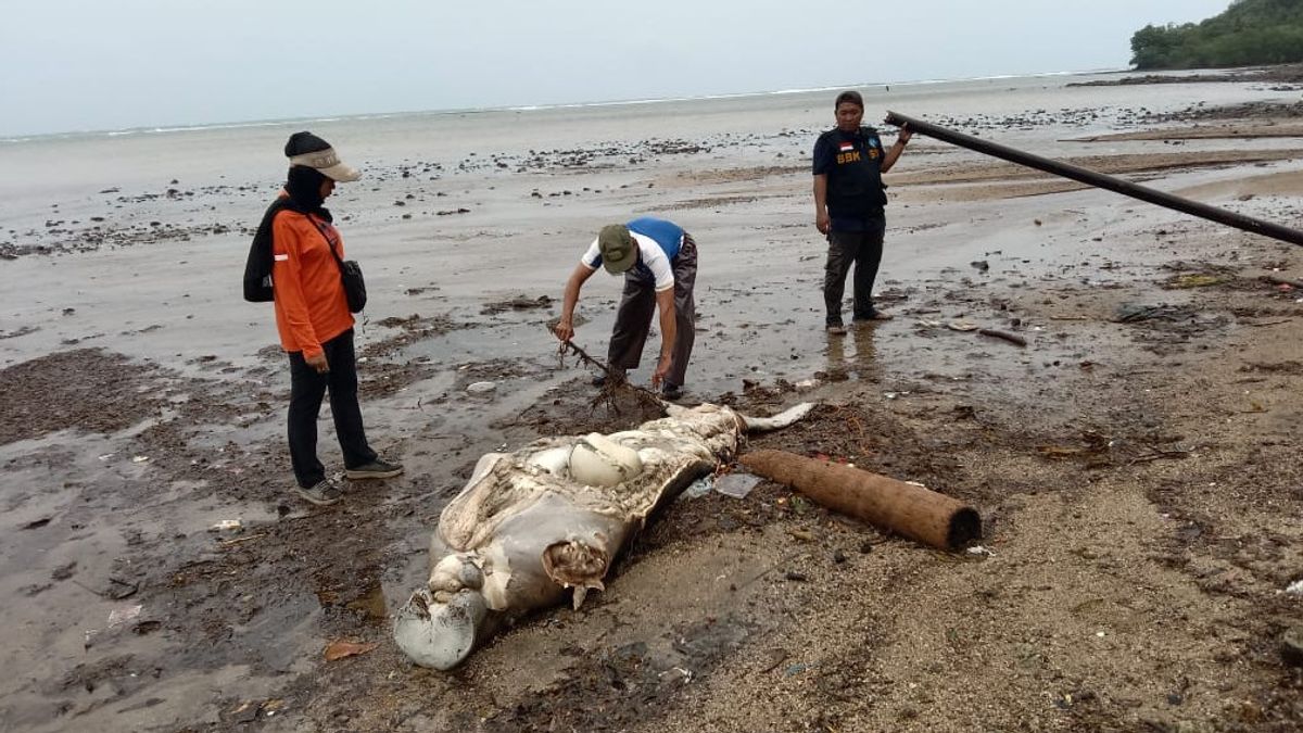 波に引きずられたとされる、バウェアン島に取り残された死んだ人魚