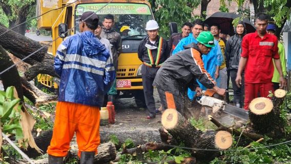 الطقس الشديد والأمطار الغزيرة والرياح القوية وعشرات الأشجار تسقط في ماكاسار