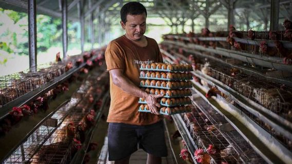 Harga Telur Melonjak, Kemendag Bakal Temui Peternak Ayam Petelur