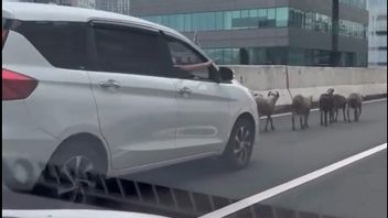 The Action Of 8 Nyelong Goats To JLNT Casablanca Until It Causes Congestion, The Police Are Looking For The Owner
