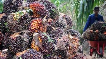 Palm Oil FFB Looting Occurs, Farmers Are Worried About Revenue Down