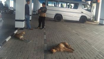 هناك 7 أشخاص في موكوكولو بنجكولو عضة من داء الكلب المعدية