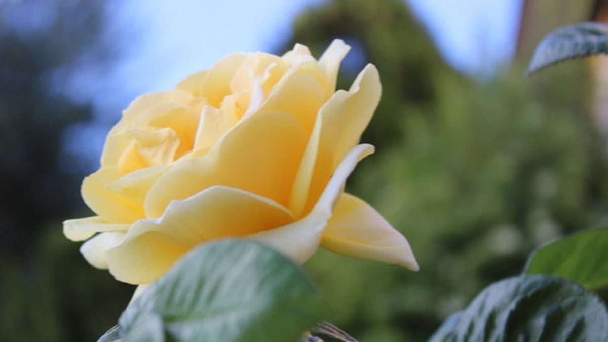 Le Plus Populaire Parce Qu’il Est Beau, Familiarisons-nous Avec 5 Types De Roses