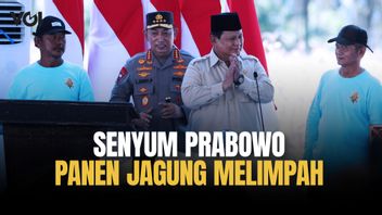 Presiden Prabowo Tersenyum, Produksi Jagung Indonesia Naik Hampir 50 Persen