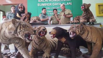 Tjahjo Kumolo hands over all protected animals to the state in history Today, February 15, 2016