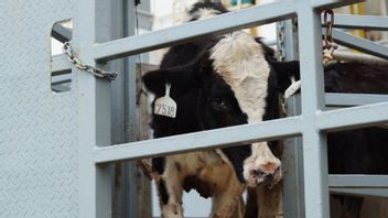 Thousands Of Imported Dairy Cows Arrive In Indonesia, New Hope For Local Breeders