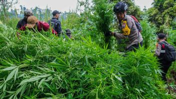 众议院要求BNN加强吸毒成瘾者康复