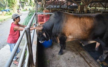 Sapi Milik Warga Deli Serdang Dibeli Presiden Jokowi untuk Kurban Iduladha 2023