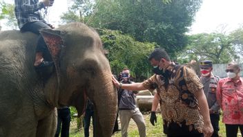 Bobby Nasution Voit Le Zoo De Medan, Dans L’espoir Que Les Donateurs Injectent De L’aide Alimentaire Pour Animaux