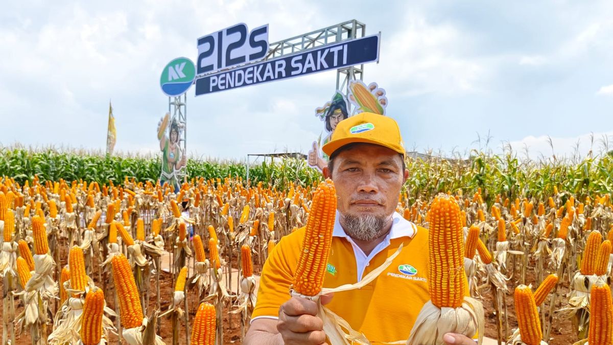 Farmers Are Waiting, The First Biotechnology Corn With Double Advantages In Indonesia Is Starting To Be Marketed
