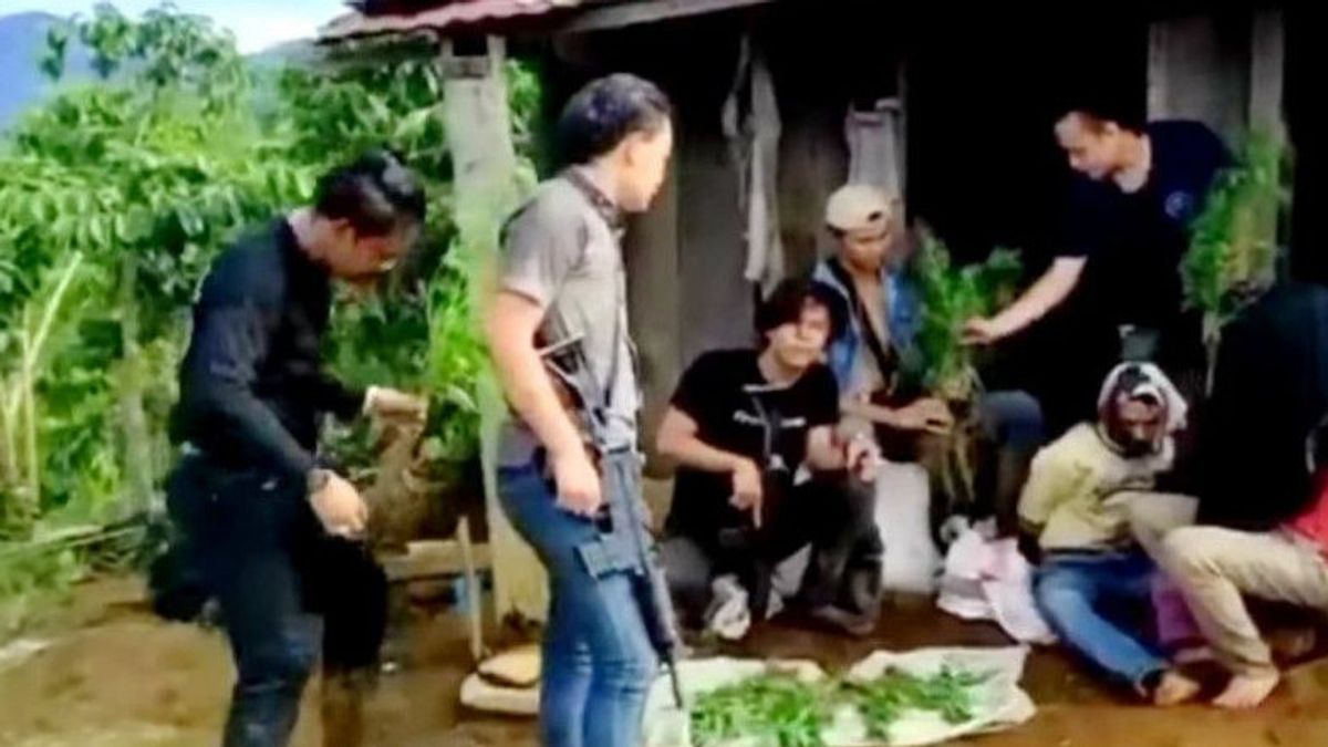 مزارع القنب الأب والابن تغطي 1.5 هكتار في أربعة جنوب سومطرة Lawang مهددة بالسجن لمدة 12 عاما