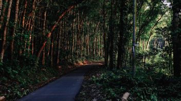 印度尼西亚森林长期以来一直有助于减少碳排放,2021年才货币化
