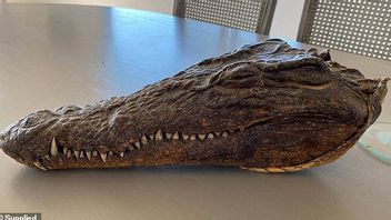 The Crocodile Head From The Hunting Of The Late Prince Philip Will Be Auctioned