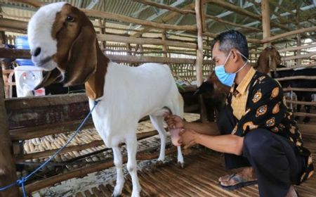 Kementan Kembangkan Peternakan Kambing Perah untuk Tingkatkan Produksi Susu RI