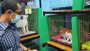 Kabar Baik, Warga Jaksel Dapat Layanan Sterilisasi Kucing Gratis dari Pemerintah