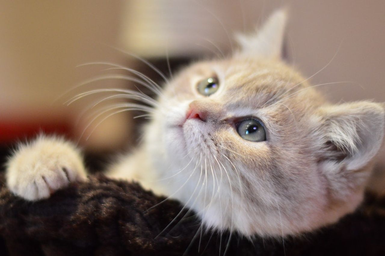 すぐに対処し、重度の猫の脱毛の7つの原因を認識する必要があります