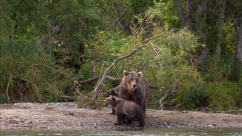 Hilang 4 Malam di Hutan Penuh Beruang Bersuhu Dingin 9 Derajat, 2 Bocah Rusia Ditemukan Memeluk Anjing