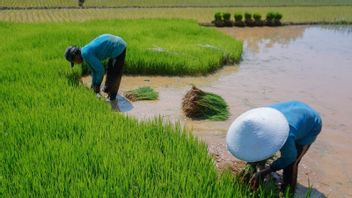 Kadin Kaltim veut suivre et renforcer la résilience alimentaire d’IKN