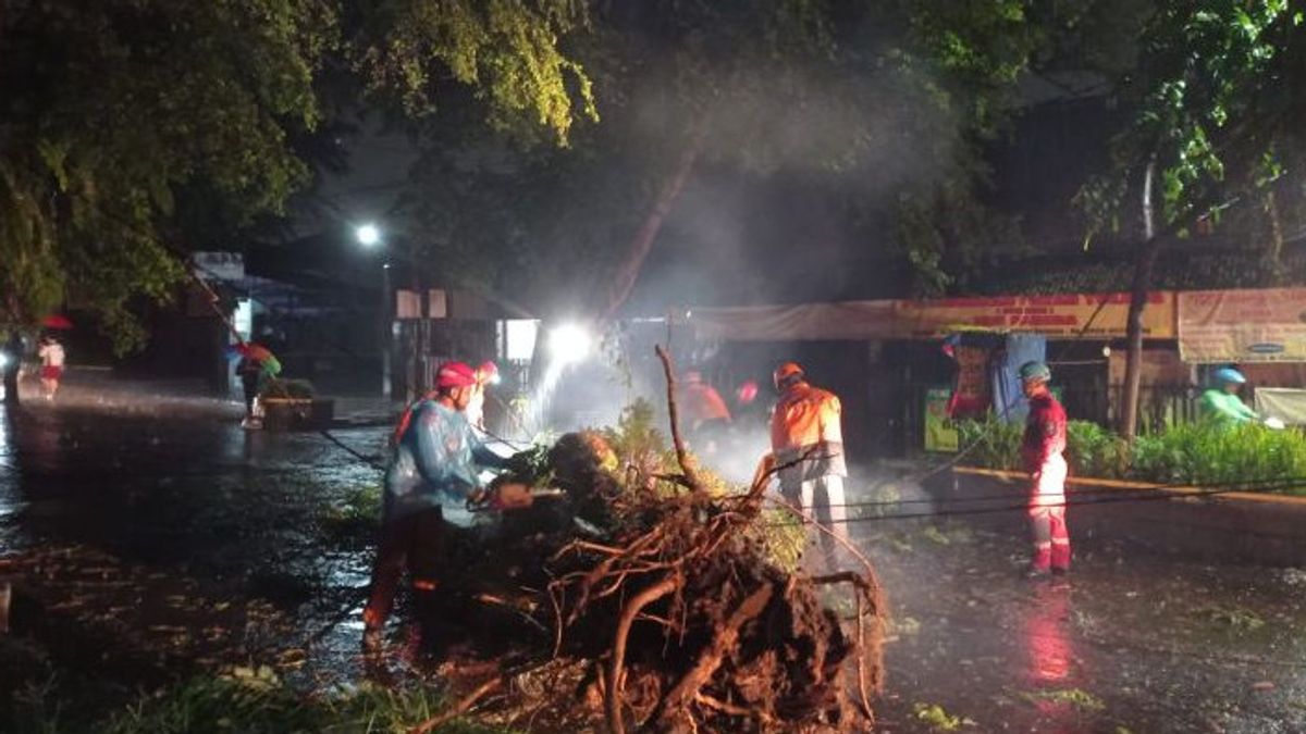 Sejumlah Pohon Besar di Bogor Tumbang Akibat Hujan Deras