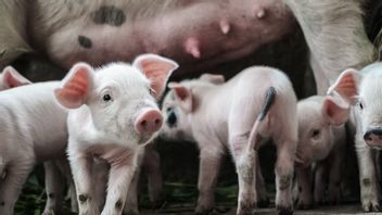 Nouveau Cas D’épidémie De Peste Porcine Confirmé En Allemagne