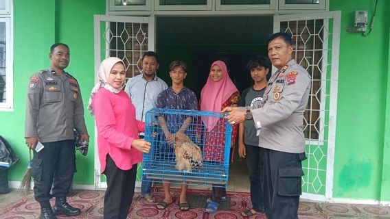3 Years Of Living Together With 'Cimoy,' Delma Fitri, A Resident Of Agam West Sumatra, Ikhlas, Left It To KSDA Maninjau