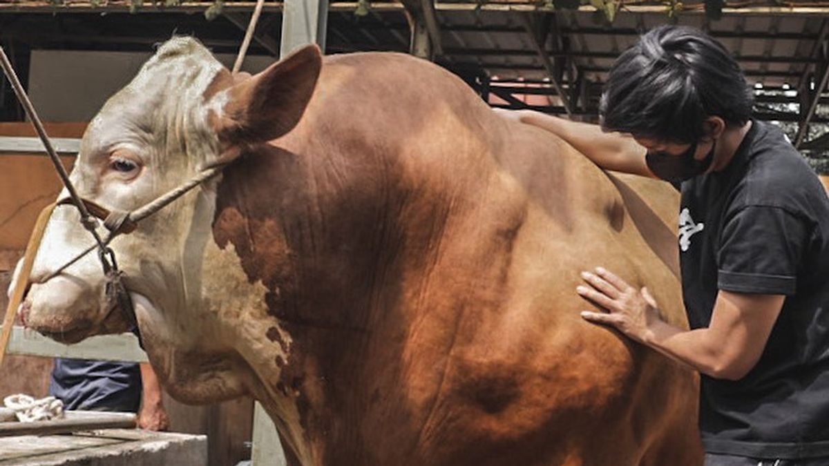 犠牲のために1.1トンの牛を買う、アタハリリンタル:楽園の車のためのベスト