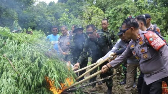 亚齐的大麻田占地8，013平方米，种植了13，000根茎，最终被摧毁